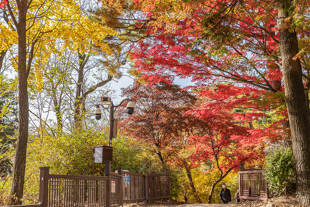 한양도성길
가을풍경
가을단풍
백악구간
서울여행
서울풍경
서울성곽길
청운대
말바위
숙정문