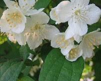 고광나무 이미지 사진