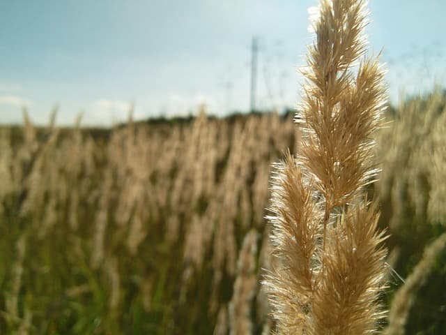 식이섬유 10g 귀리