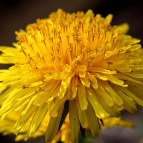 민들레 꽃 모양