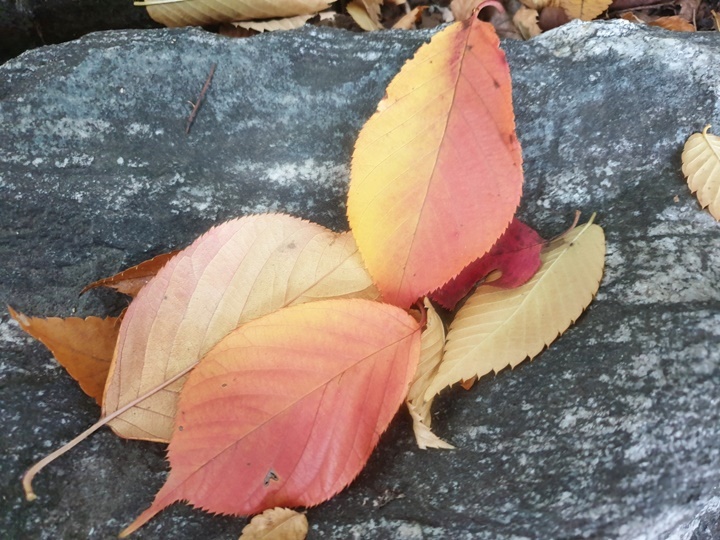 아침고요수목원