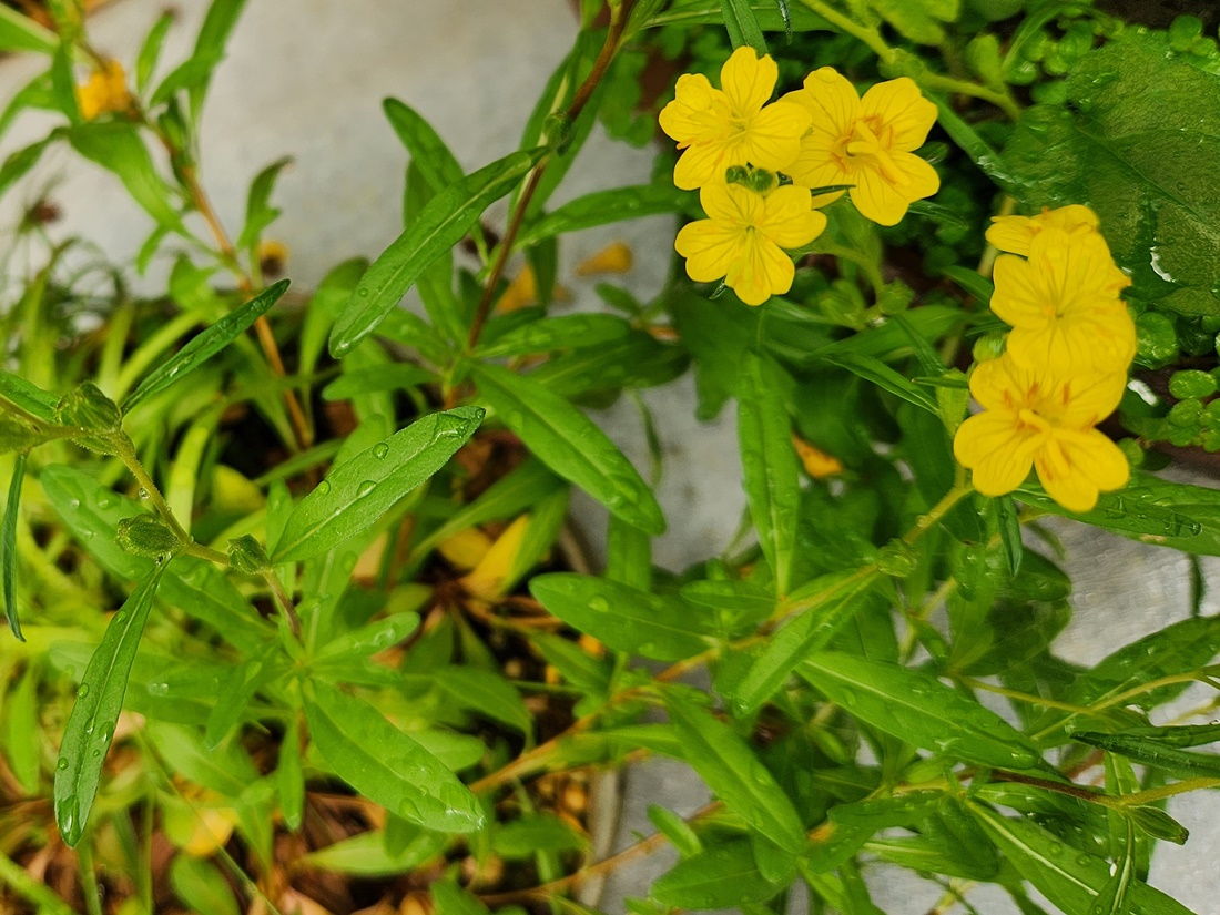 황금낮달맞이꽃