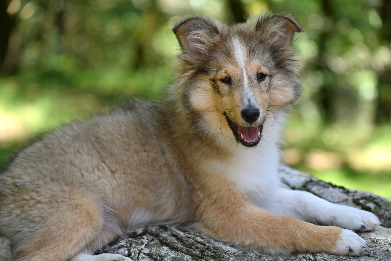 서울&middot;부산&middot;제주 등 주요 도시 반려견 외출 목줄 길이 규정 비교
