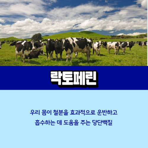 락토페린