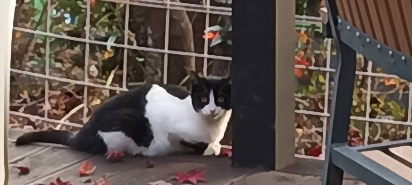 고양이