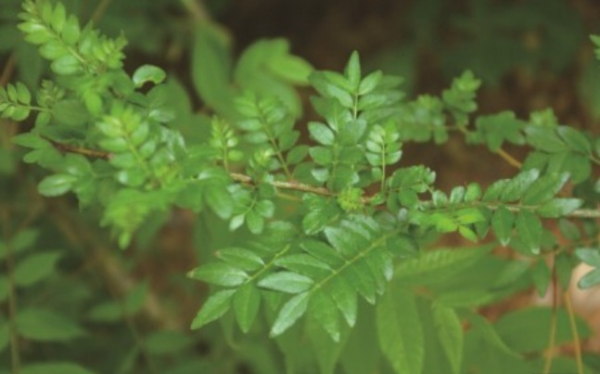 산초나무
