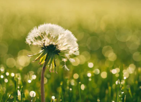 부고대상 표현 알아보기