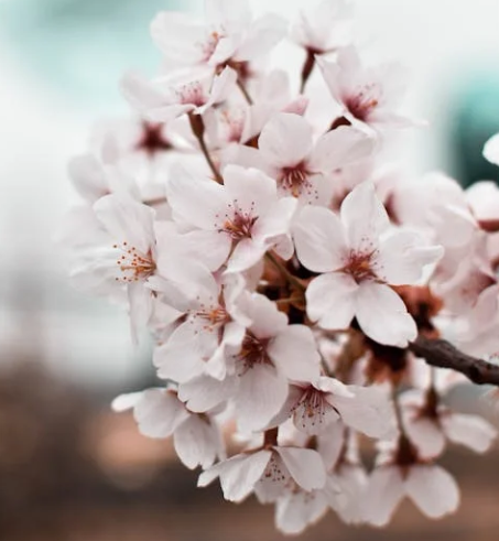 25년 벚꽃 개화시기 전국 일정