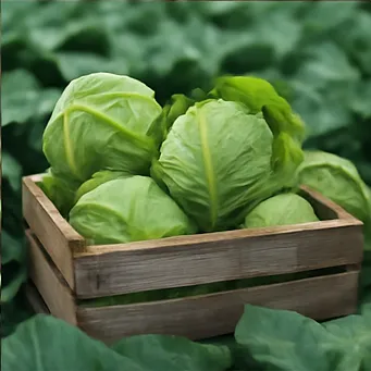 김장배추 심는시기2