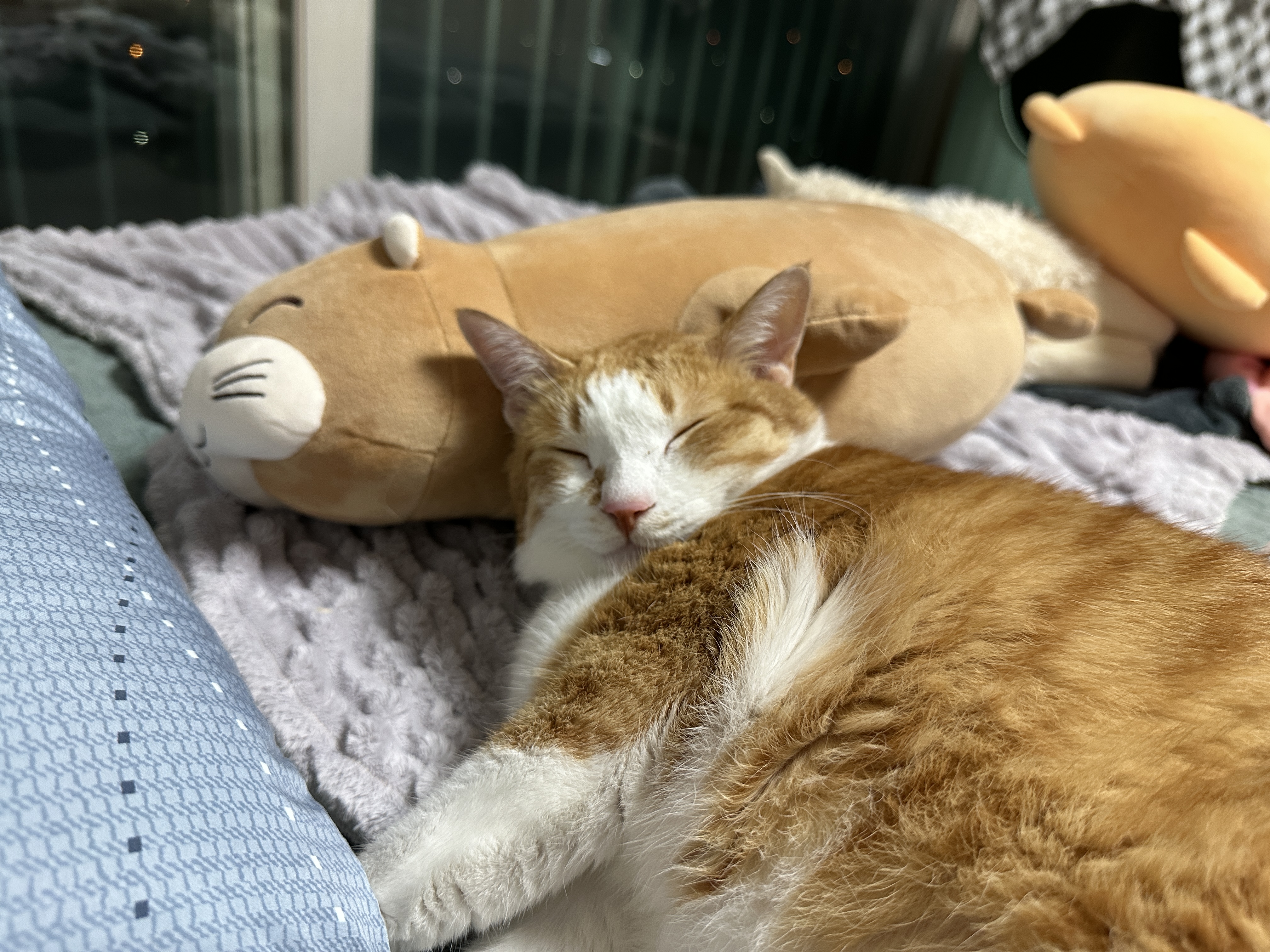 물개_인형_베고_자는_귀염둥이_치즈냥이_호야_1