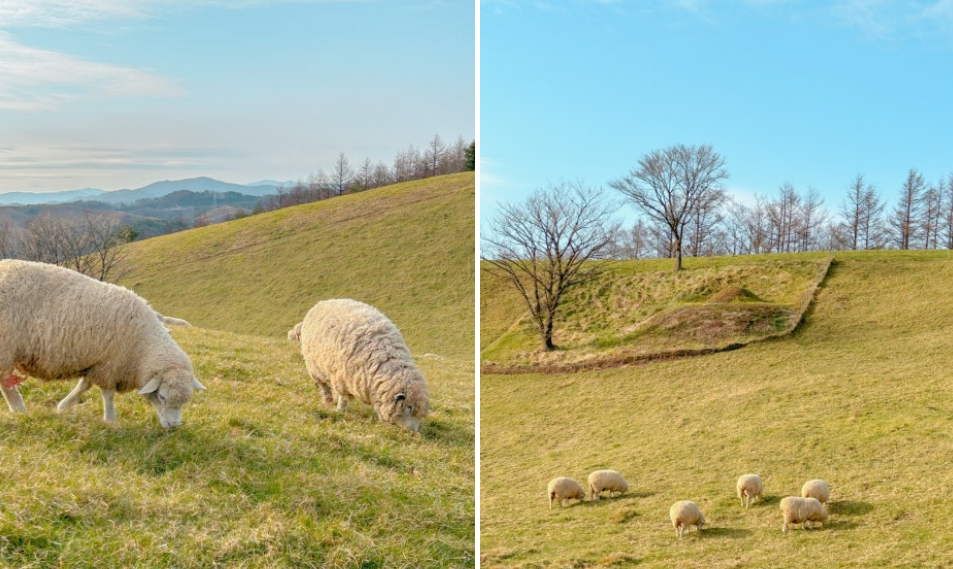 초원과 양들 사진
