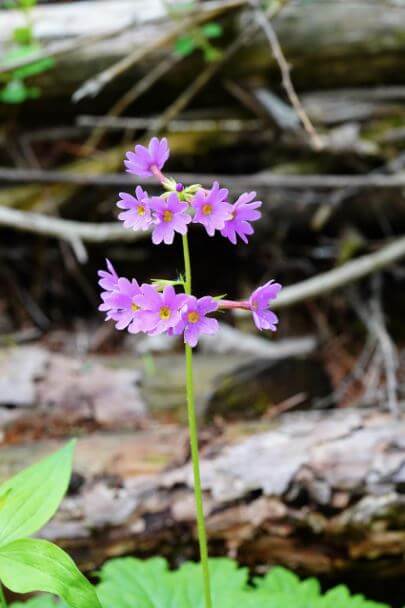 코스모스가 피어있는 모습