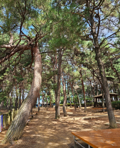 오봉산맨발등산길7