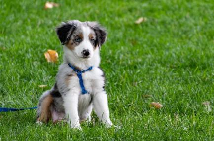 노을 반려견 캠핑장 