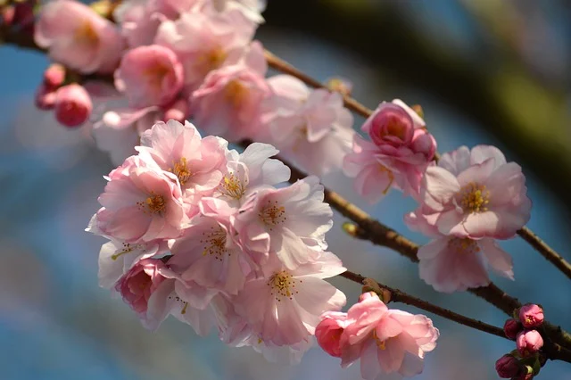 경주대릉원돌담길