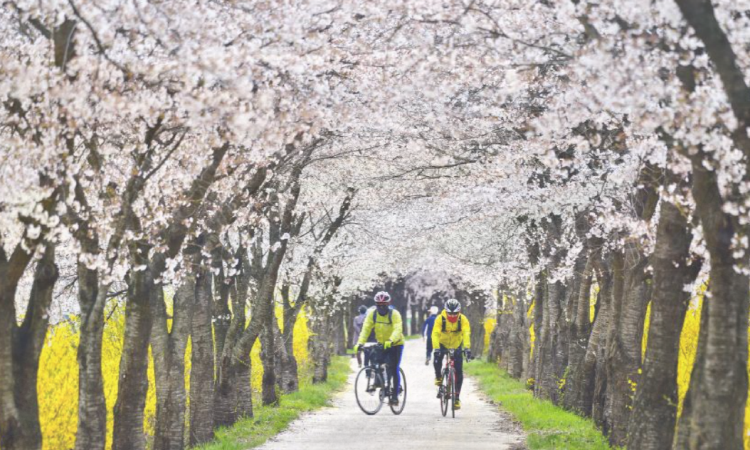보은 벚꽃길 축제