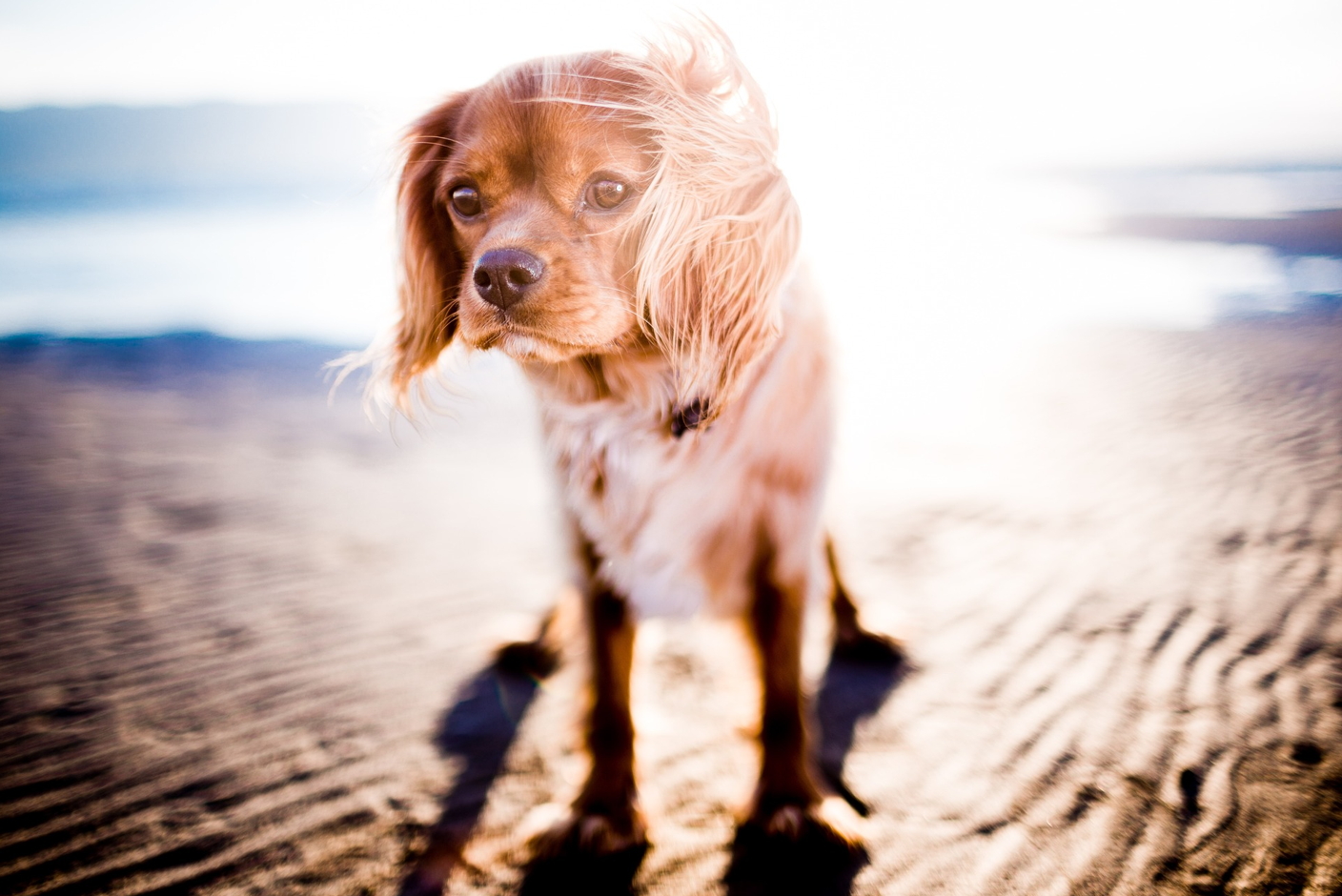 강아지 당뇨 에 좋은 음식 식단부터 바꿔보세요! 건강 회복을 돕는 음식