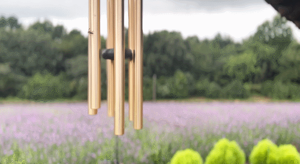 인천 드림파크 야생화단지 버베나