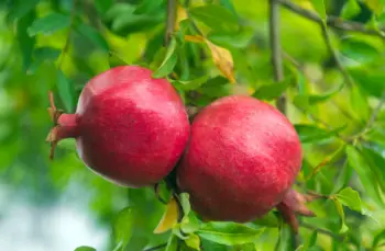 석류 효능 및 영양성분&amp;#44; 주의점