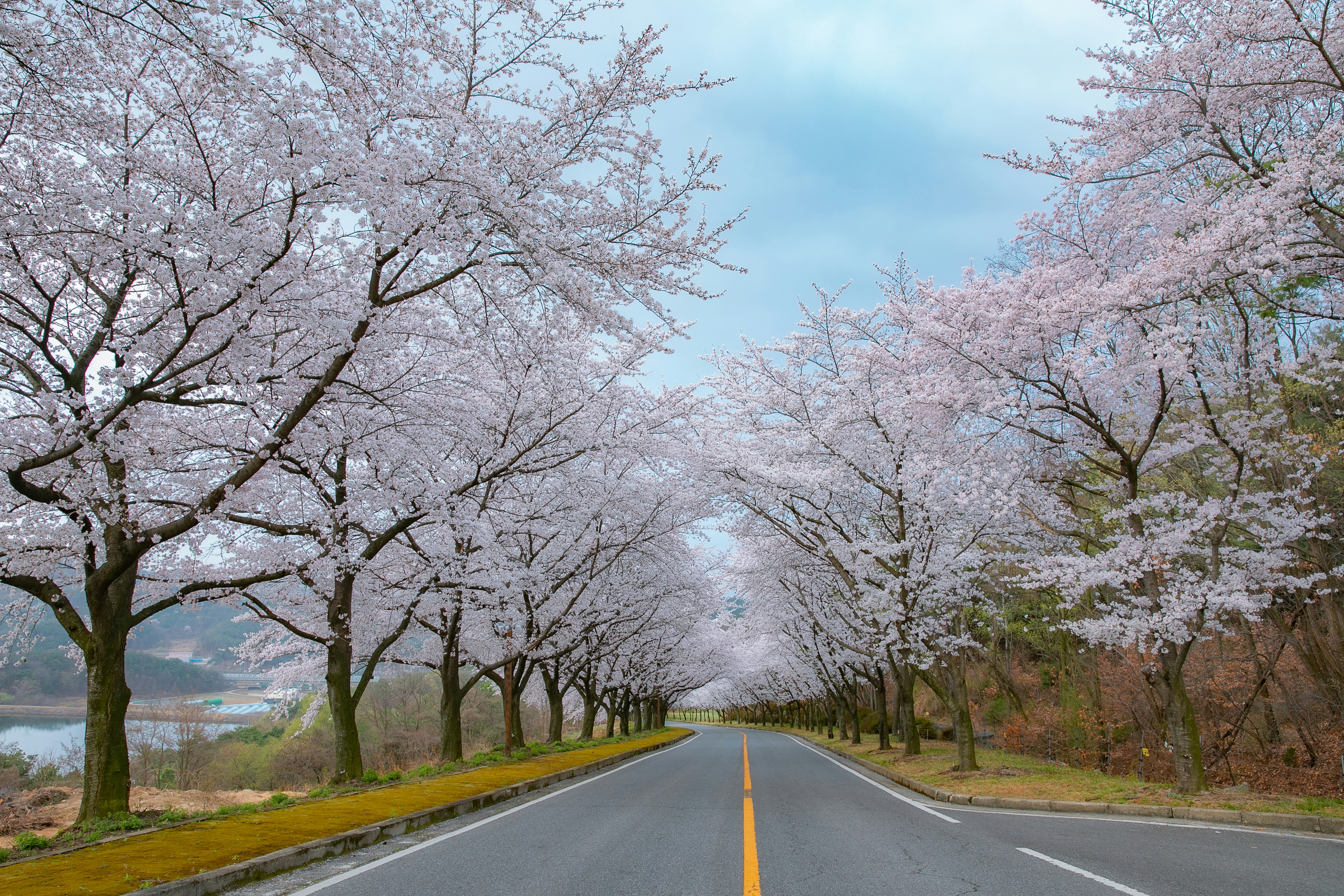 벚꽃 터널 드라이브 길 관련 사진