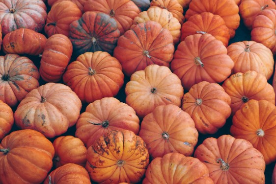 늙은 호박 효능