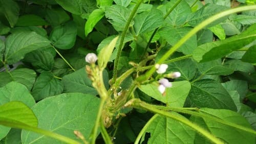 서리태-병충해-수확시기