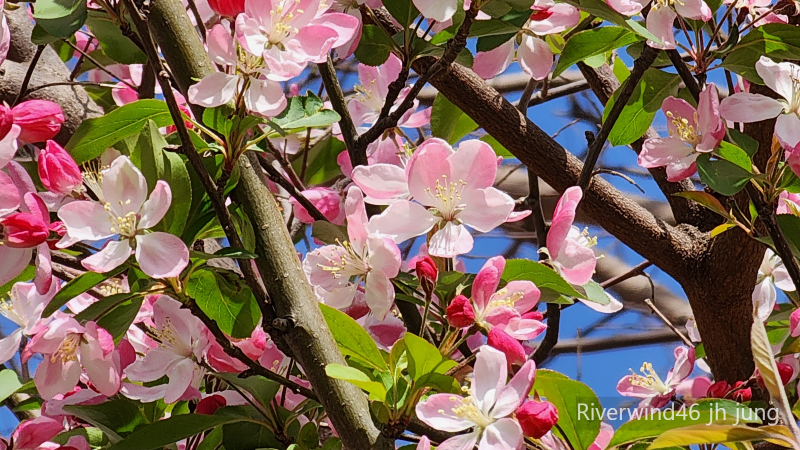 꽃사과 꽃(Malus floribunda)