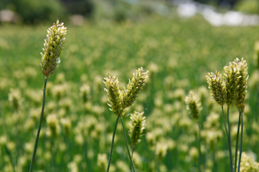 2025 양평 밀축제