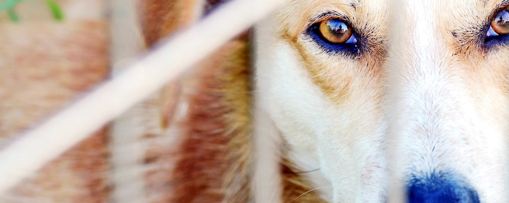 강아지 훈련 시키는 방법 24