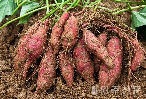 고구마 재배 파종시기 두둑 만들기 물주기 요령_6