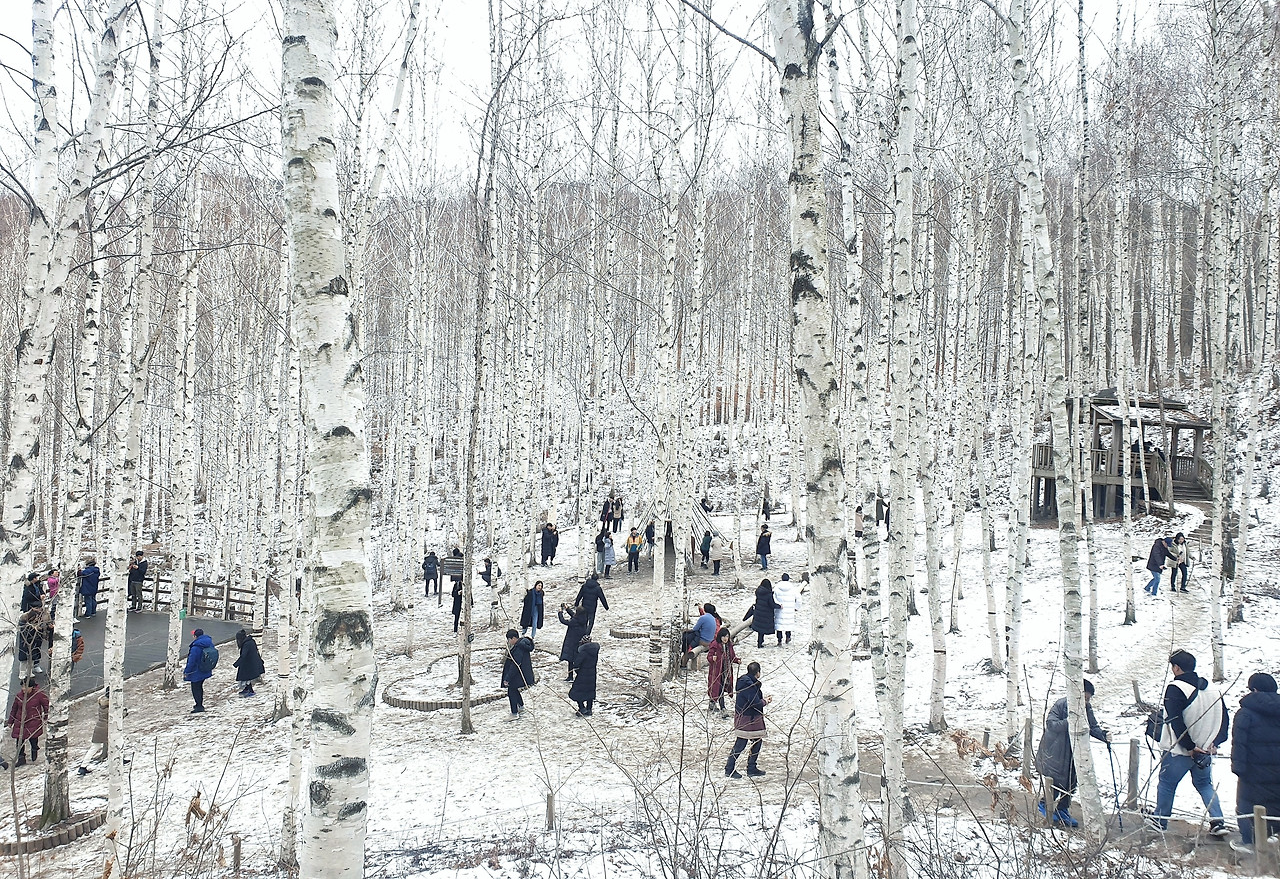 인제 원대리 자작나무숲