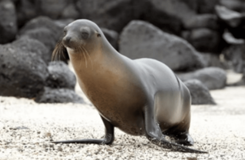 눈으로 웃고 있는 물개 사진