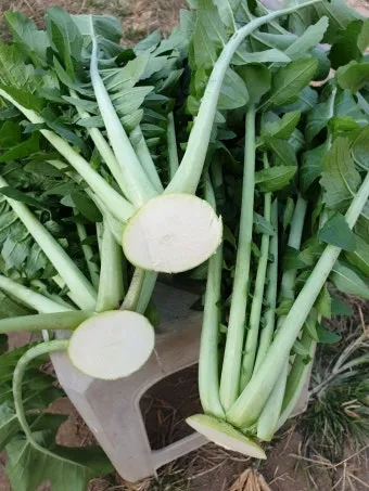 시래기용 무 재배 잎 관리 병해 줄이기 건조 보관_3