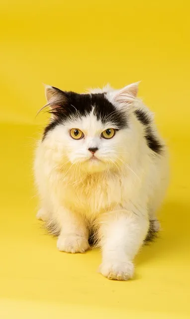 고양이 꿈 해몽