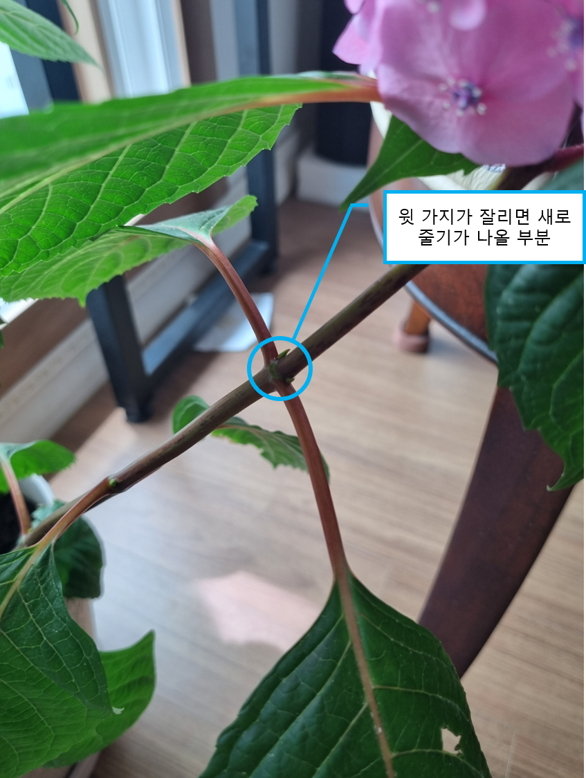 수국 가지치기 사진