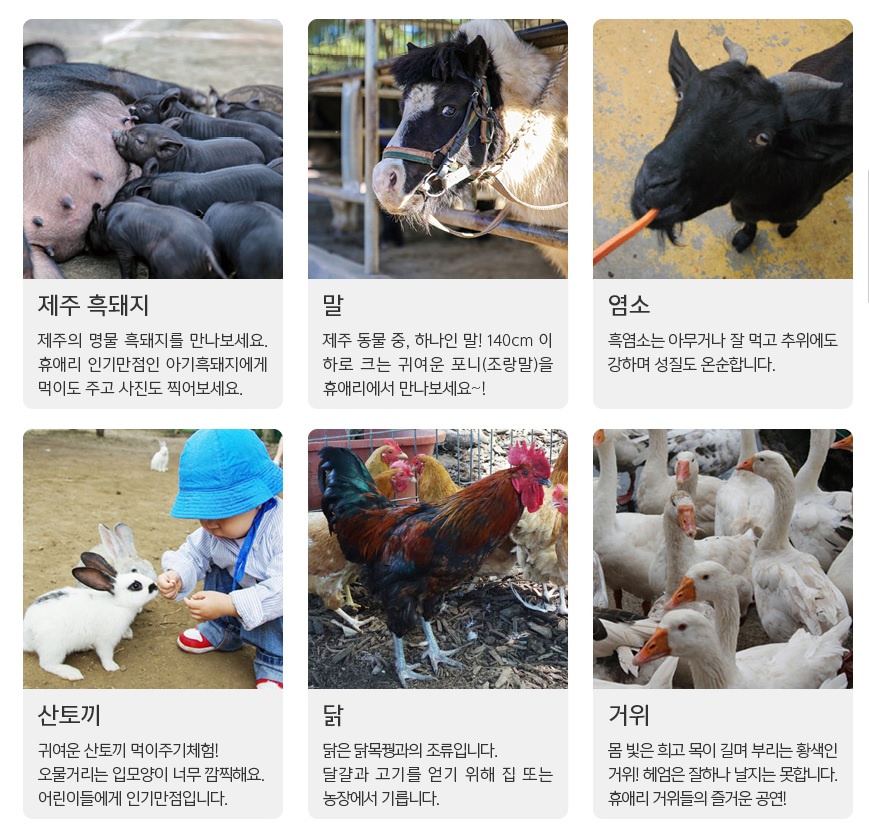 휴애리 유채꽃 축제