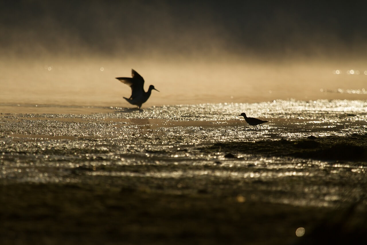 뉴칼레도니아뜸부기는 왜 어디에도 기록되지 않았을까