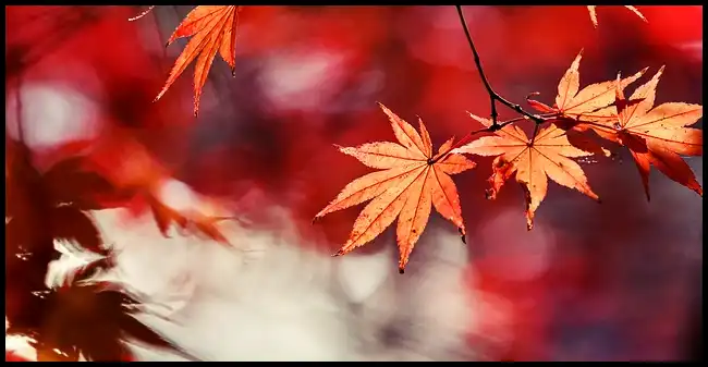 2024 내장산 단풍축제 기간 (국립공원)