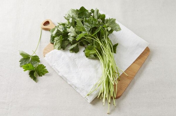 초가을 제철 식재료 참나물 사진