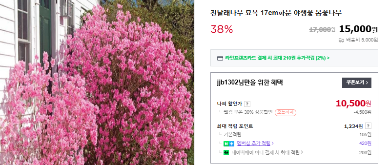 진달래 개화 시기 및 꽃말 (+ 축제 철쭉 구분)