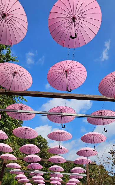 포천 허브아일랜드-핑크뮬리