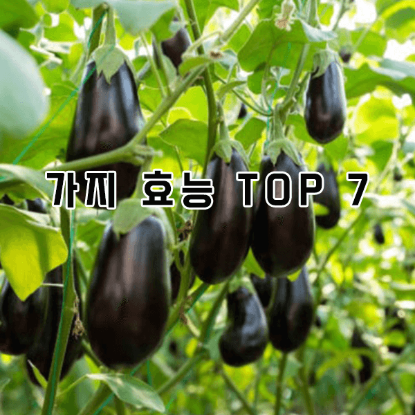 가지 효능 top 7