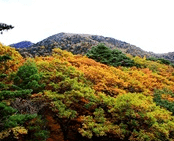 단풍여행 1박2일 버스 단풍구경