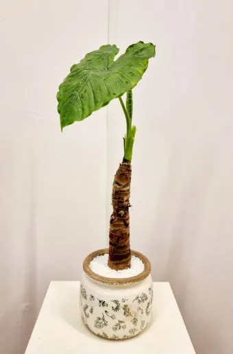 알로카시아 키우기 물주기 햇빛온도 관리 잎 크게 키우는 법_2