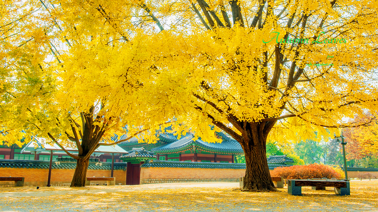 03 경복궁 노란색 단풍 C - Autumn Leaves 단풍배경화면