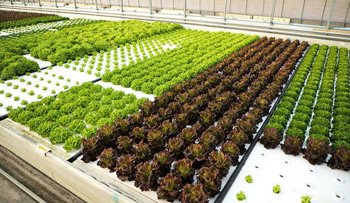 아쿠아포닉스와 스마트 농업: 도시 속 지속 가능한 수경재배