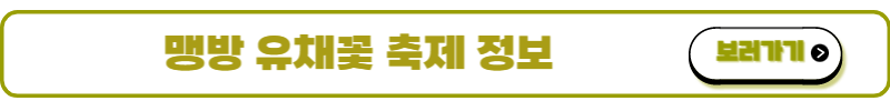 맹방 유채꽃 축제