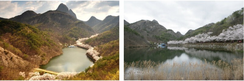 진안 벚꽃길 탑영제