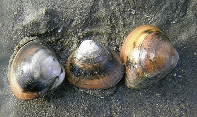 조개의 종류 : 동죽