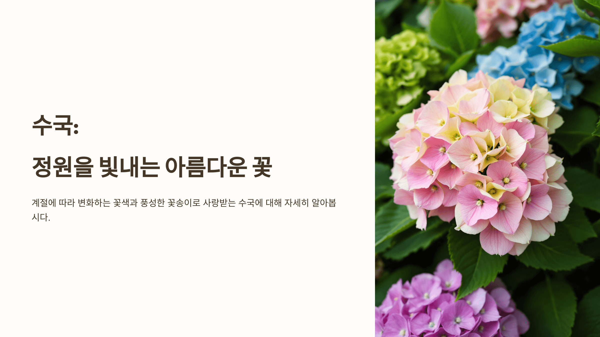 수국 사진입니다.